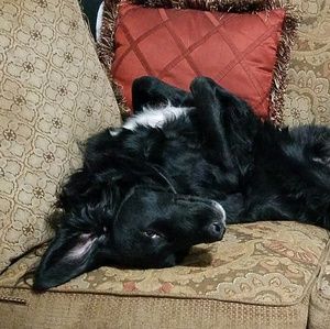 Meet your Posher, Cara